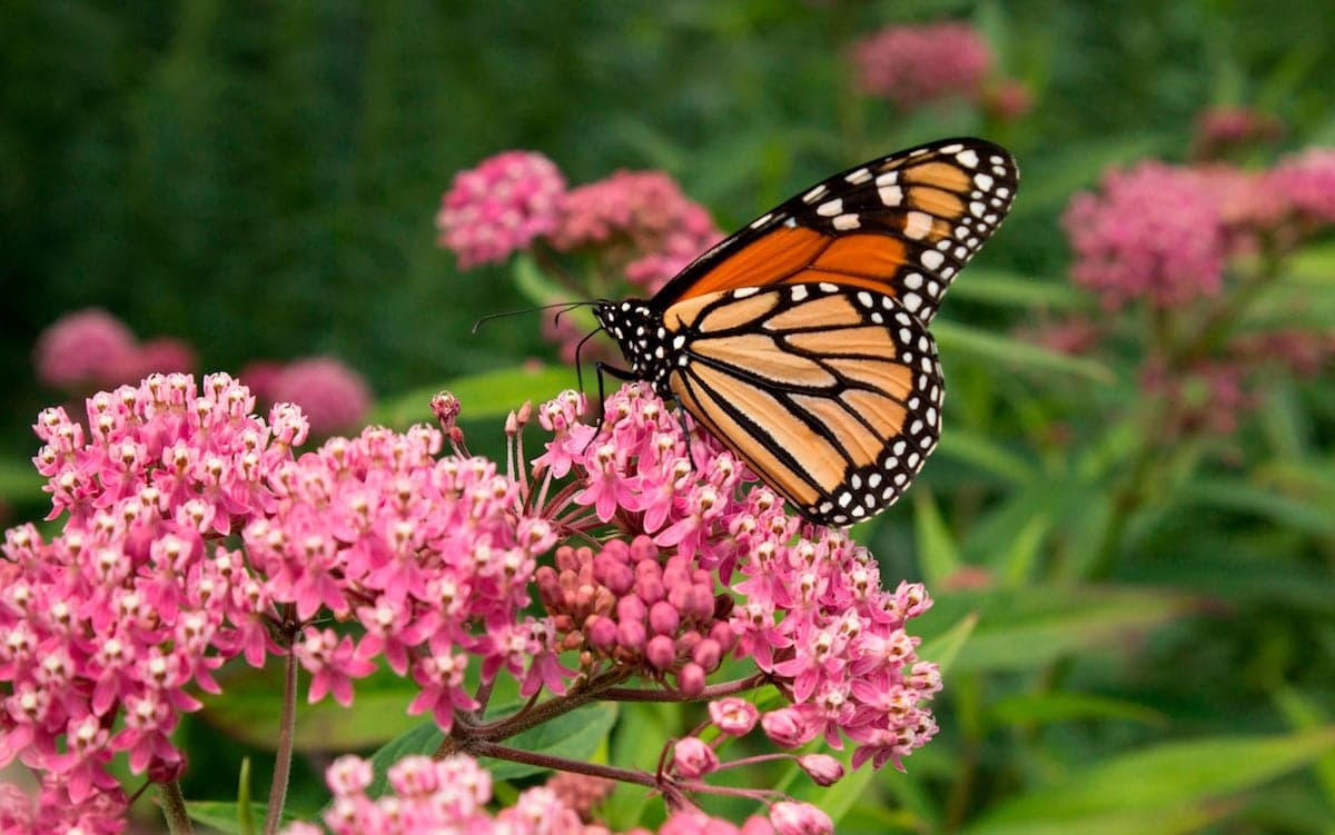 A monarch butterfly resting on vibrant pink flowers.