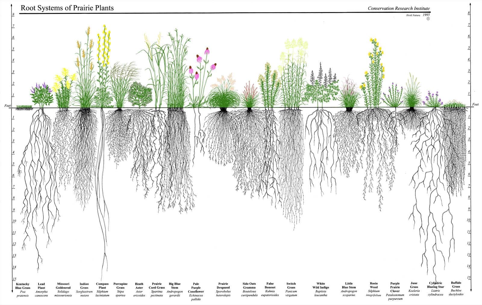 Illustration depicting the root systems of various prairie plants, showcasing their diverse structures and depths.