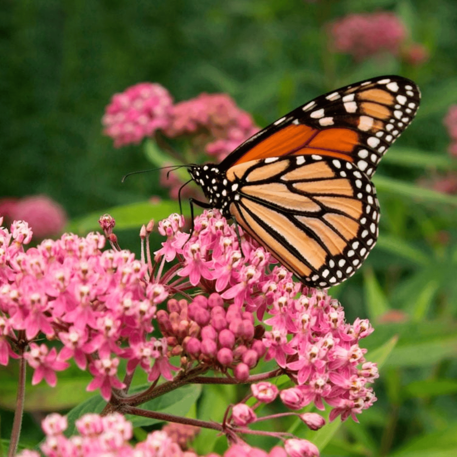 A monarch butterfly perched on pink flowers.