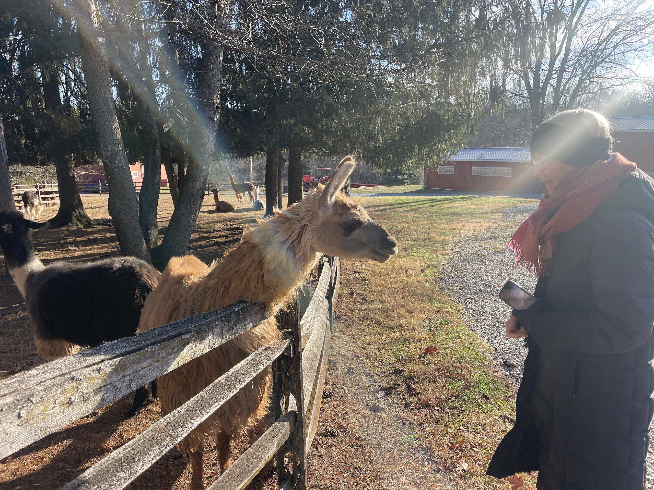 A woman stands by a wooden fence, interacting with a curious llama in a rural setting.
