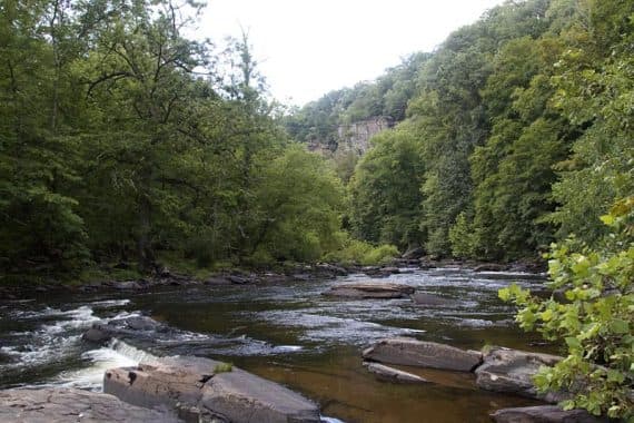 A serene river flows through a lush, green forest.