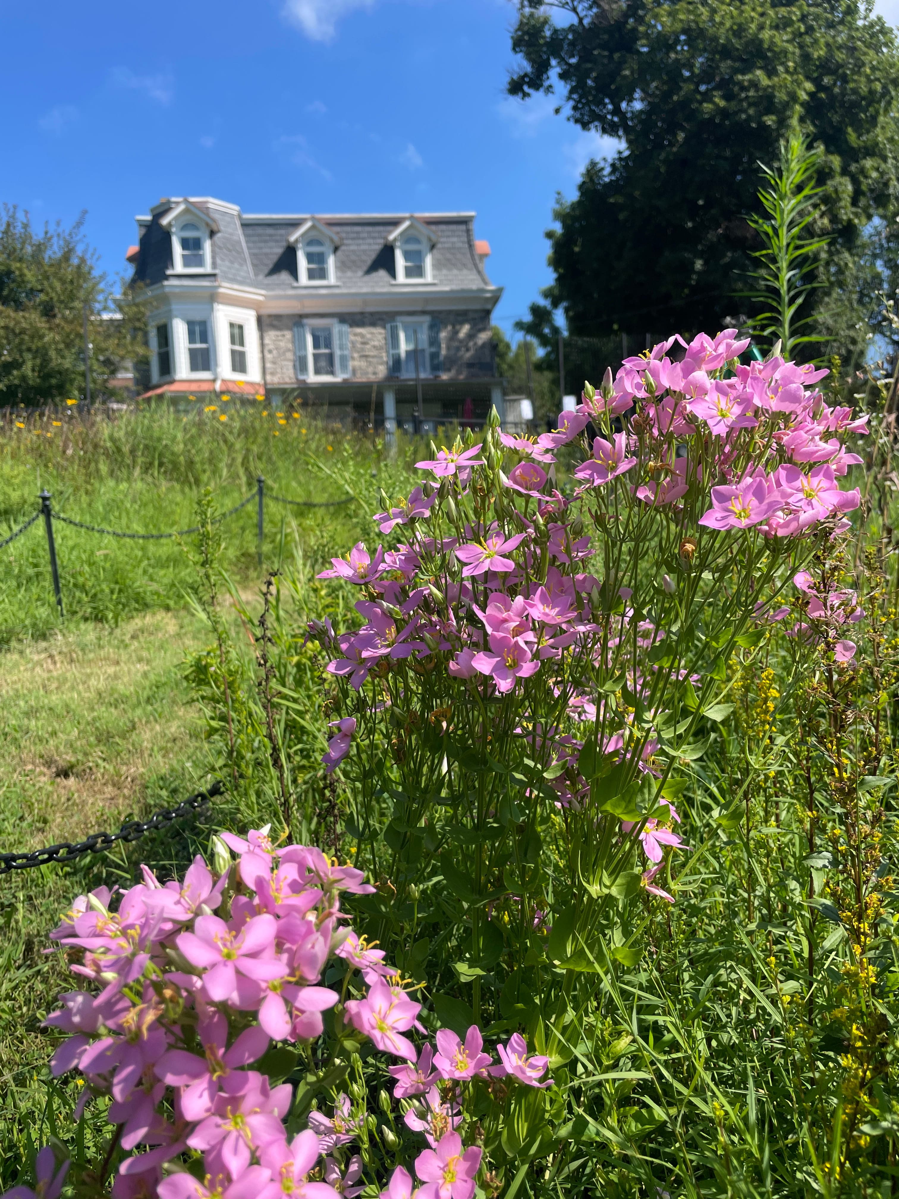 A cluster of pink flowers in the foreground with a large house and blue sky in the background.