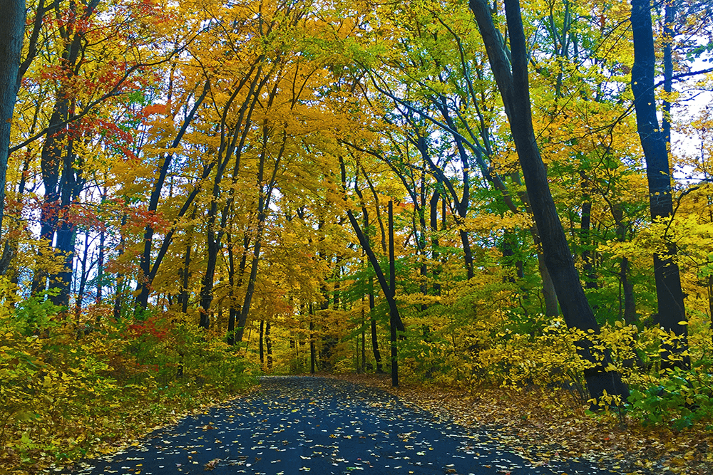 A winding path through a vibrant autumn forest with colorful foliage.