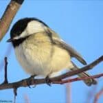 A small bird perched on a branch against a blue sky.