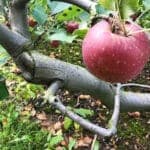 A ripe red apple hangs from a twisted tree branch in an orchard.