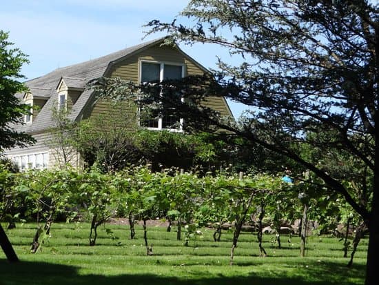 A green house surrounded by vines and trees under a clear blue sky.