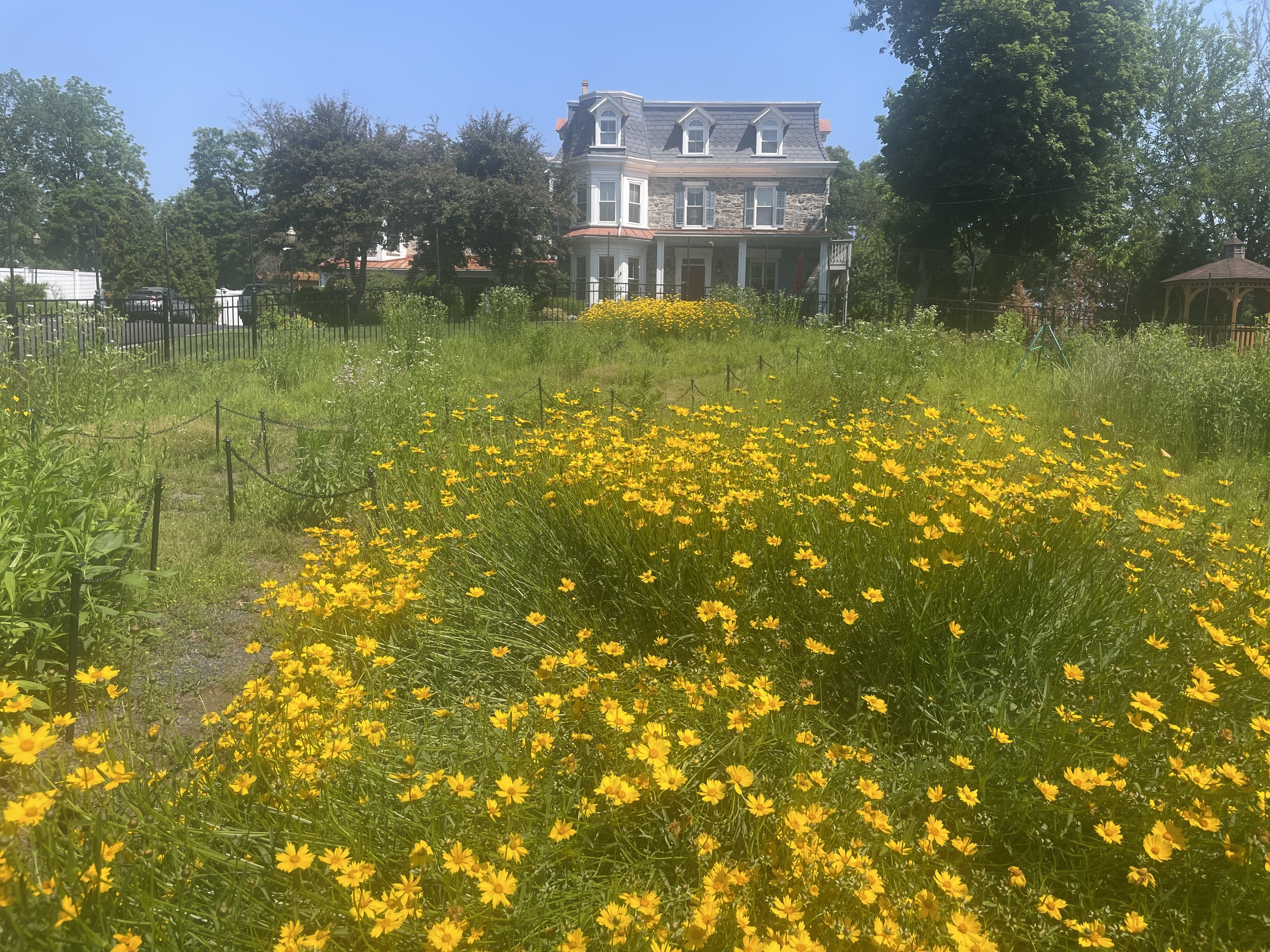 A field of vibrant yellow flowers in front of a historic house on a sunny day.