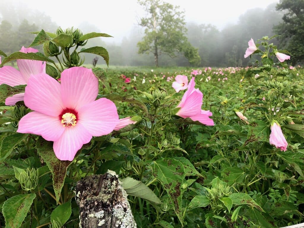 A field of vibrant pink flowers surrounded by lush greenery and a misty landscape.