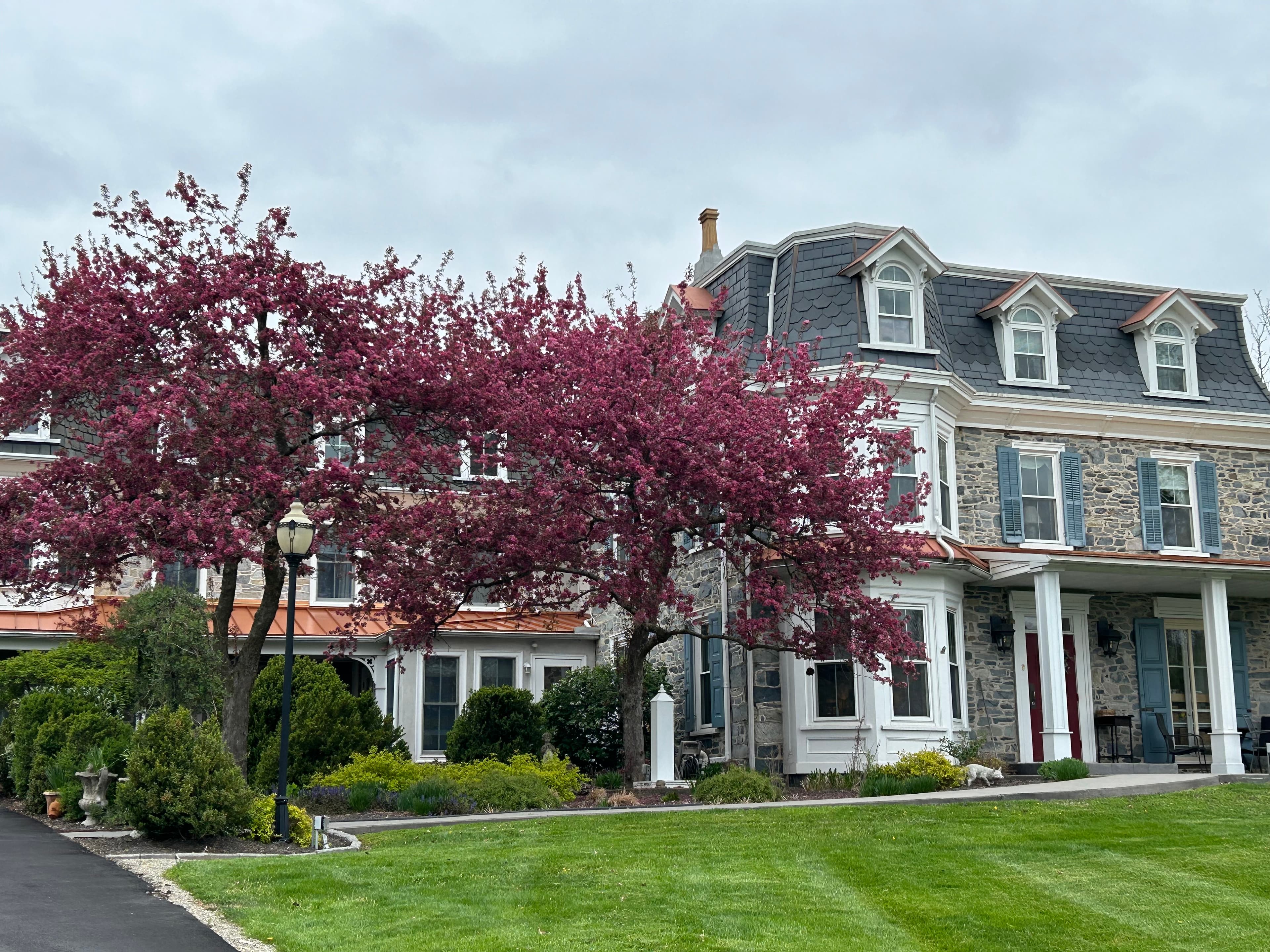 A charming stone house with vibrant pink flowering trees in the front yard.