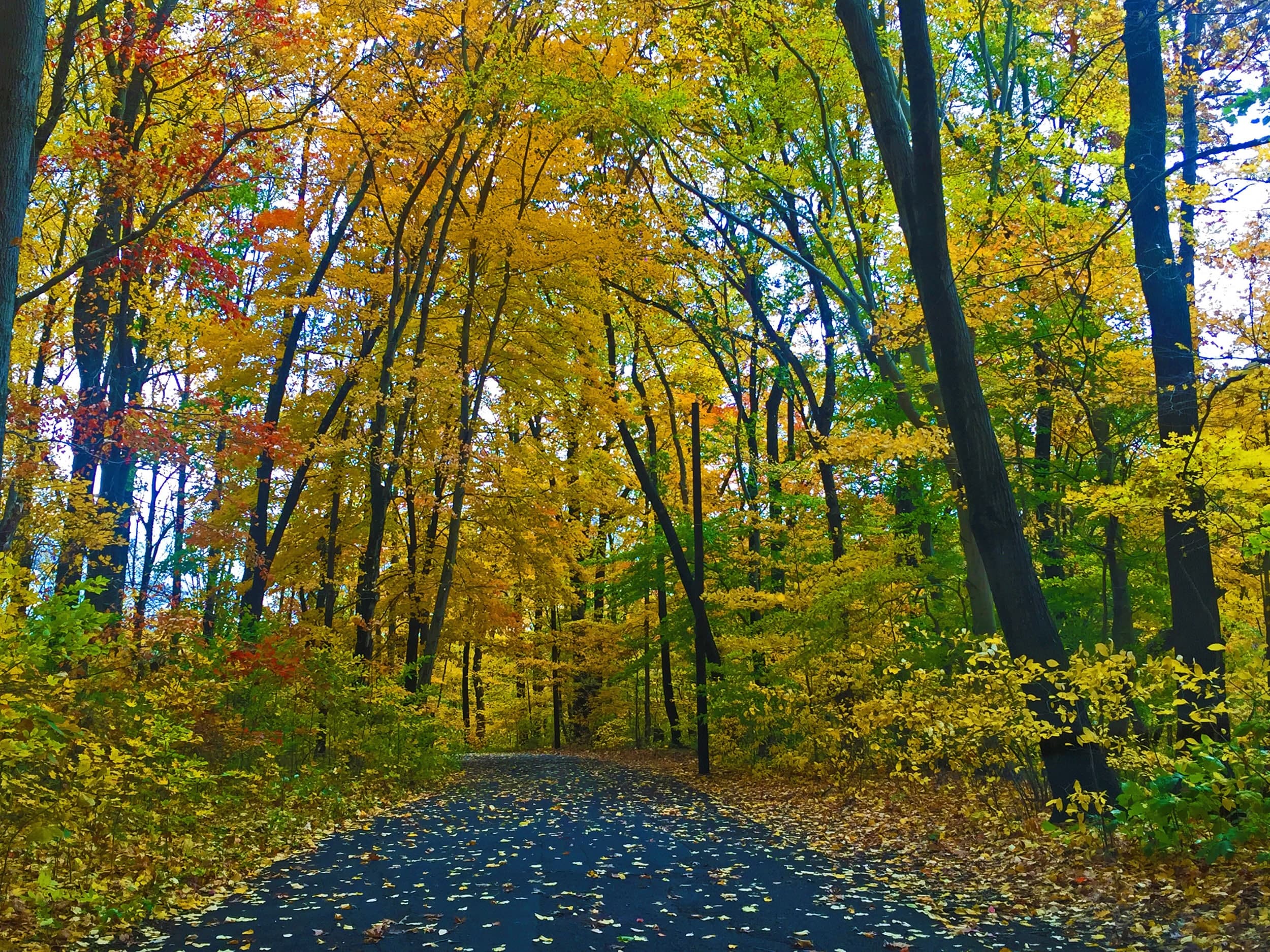 A winding path through a forest filled with vibrant autumn foliage.