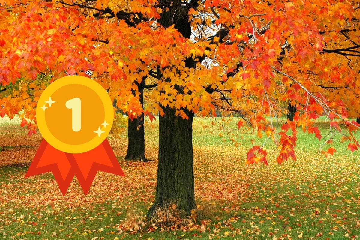 A vibrant autumn scene featuring colorful orange leaves on trees, with a gold medal graphic labeled "1." A vibrant autumn scene featuring colorful orange leaves on trees, with a gold medal graphic labeled "1."