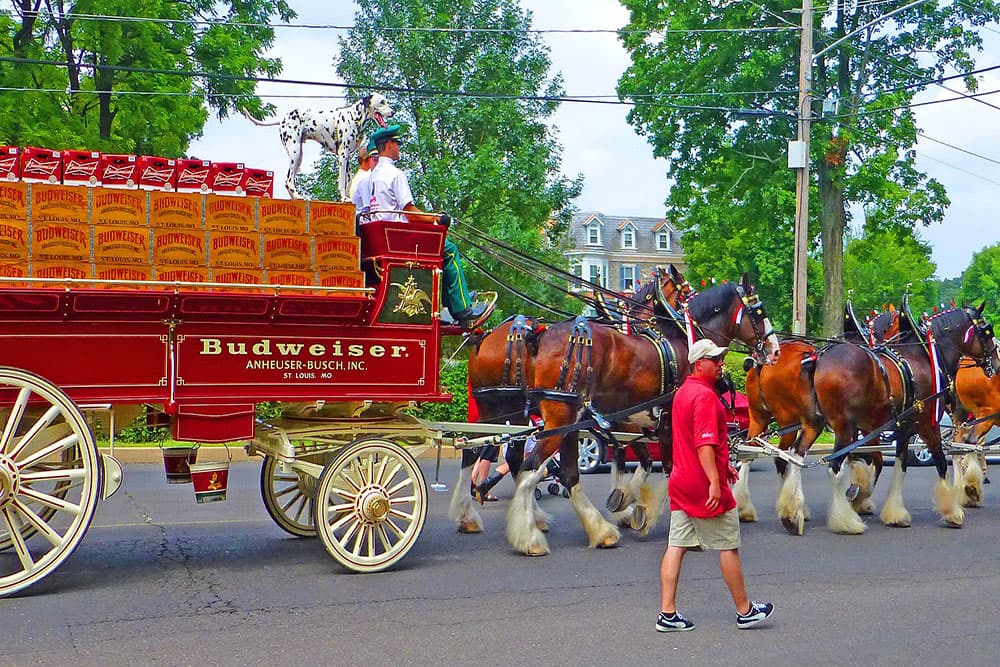 A Budweiser horse-drawn wagon filled with beer is pulled by Clydesdales, while a man walks alongside.